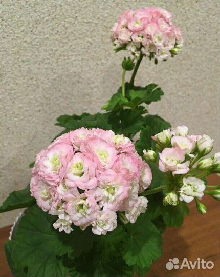 Пеларгония герань сортовая