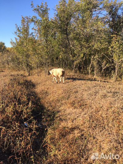Продаю овцу