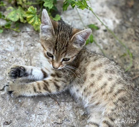 Отдам котенка в добрые руки. Крошка горошинка