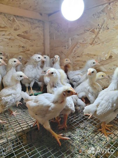 Цыплята Доминант 104 Сусекс