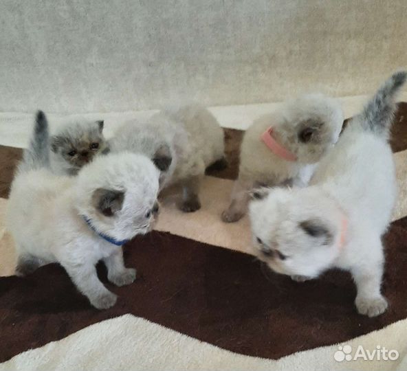 Персидские котята