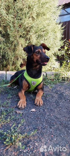 Собака в добрые руки