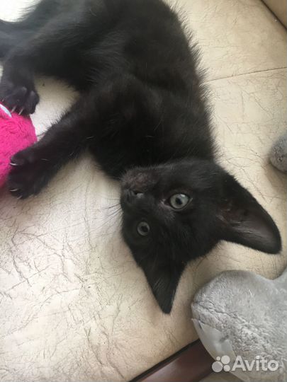 Котята в добрые руки мальчики