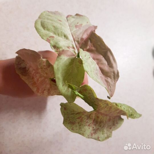 Сингониум орм нак мутейшен, милк конфети