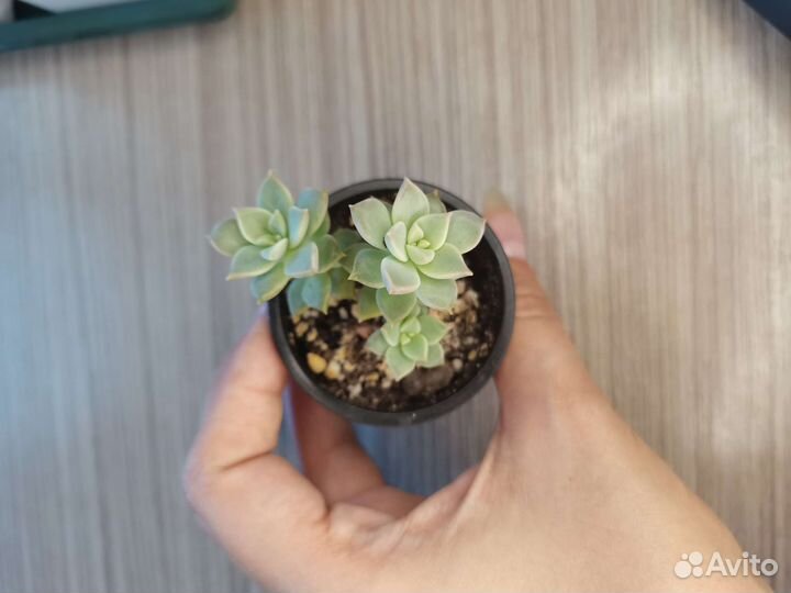 Суккуленты #2