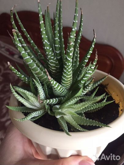 Суккуленты