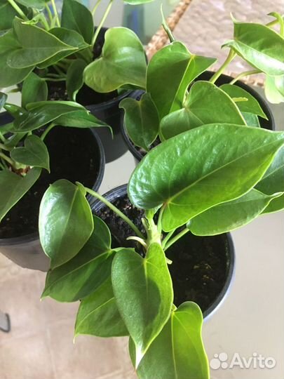 Антуриум красный