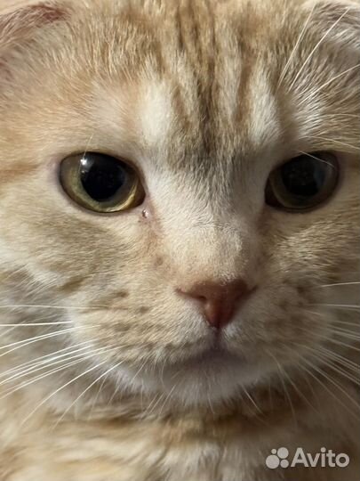 Продам (отдам) кота