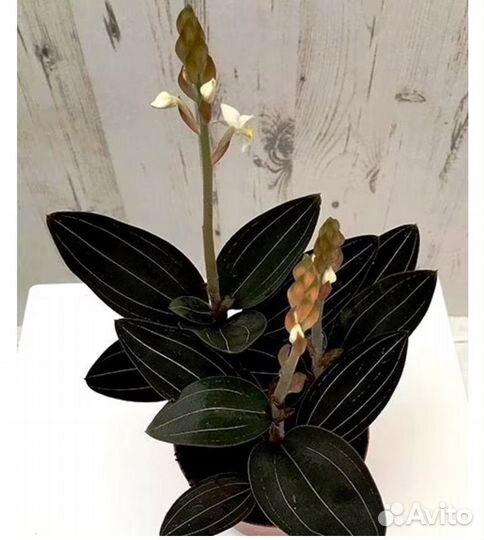 Орхидея Лудизия драгоценная (отростки)