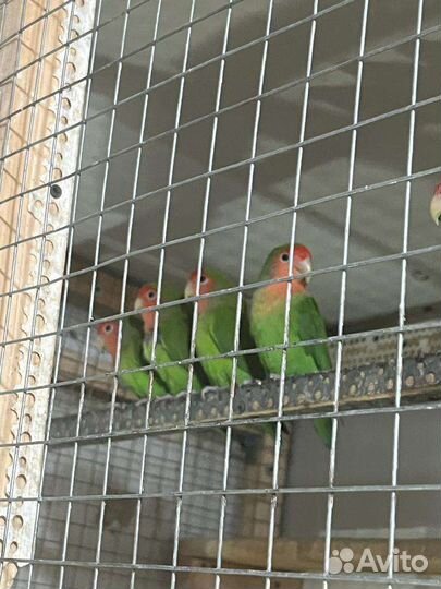 Попугай Неразлучники