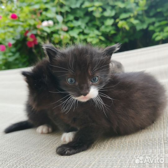 Отдадим котят в хорошие руки