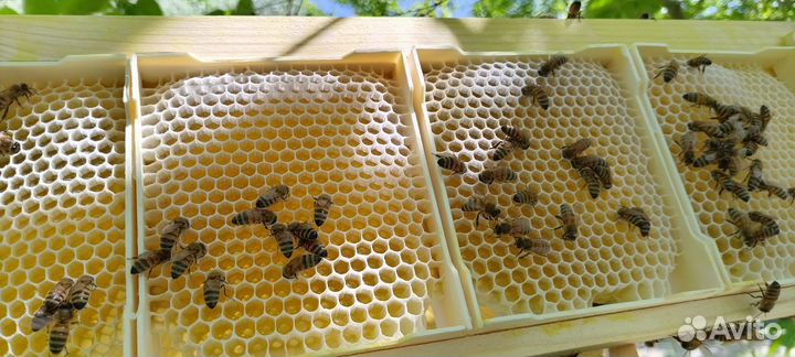 Сотовый мед