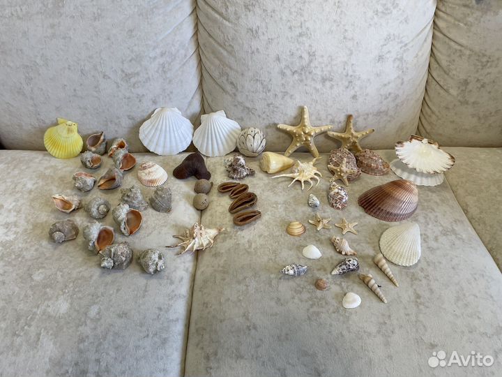 Ракушки натуральные морские