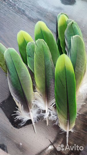 Перья амазона