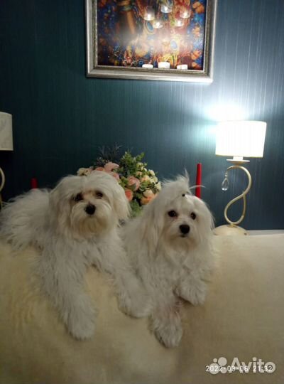 Щенки мальтезе девочка