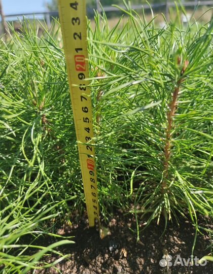 Сосна лесовосстановление