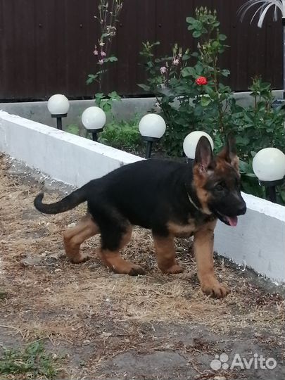 Собака немецкая овчарка