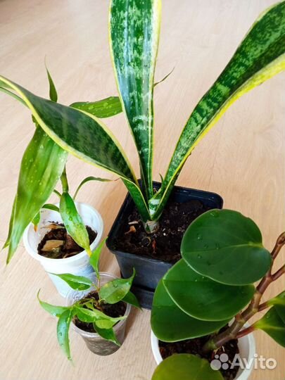 Драцена 1,4 м