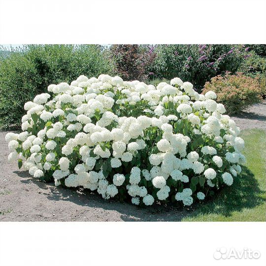 Гортензия анабель
