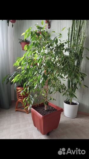 Фикус Бенджамина 10 лет
