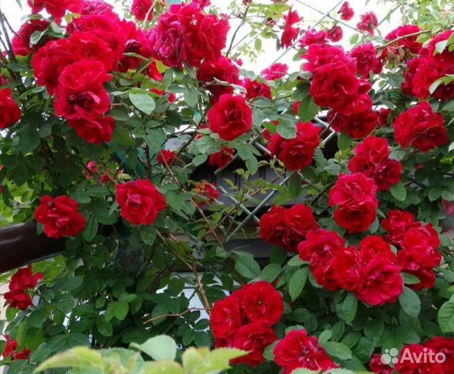 Роза плетистая Амадеус