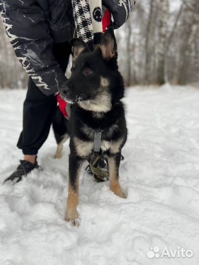 Щенок Эль в поиске семьи