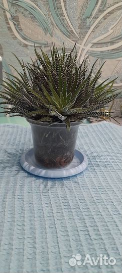 Хавортия полосатая