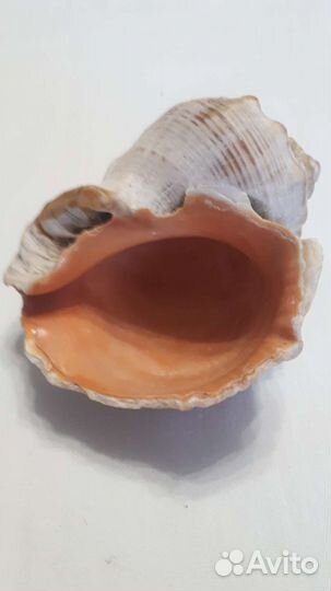 Набор ракушек