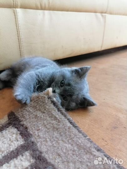 Котята