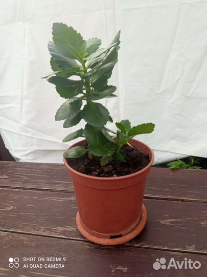 Каланхоэ 2 шт