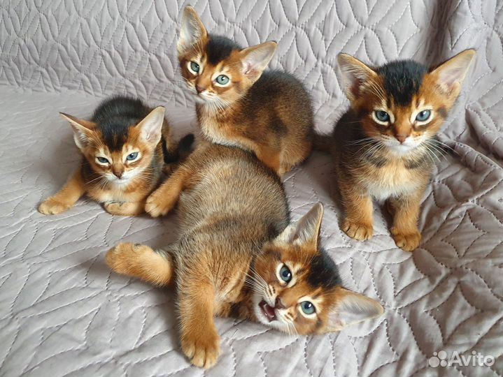 Абиссинские котята