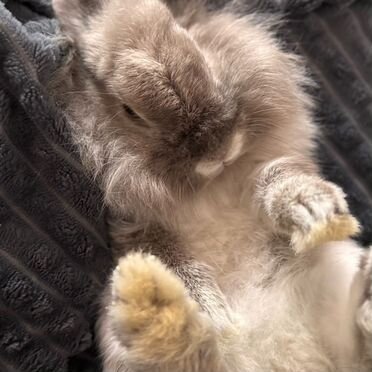 Карликовый кролик