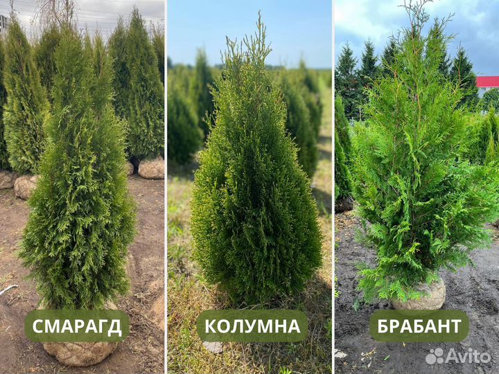 Туя из питомника
