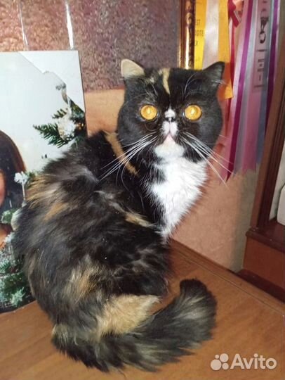 Экзоточка красавица