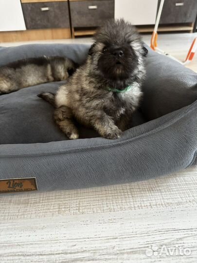 Кеесхонд-Внуки чемпиона Америки от заводчика РКФ