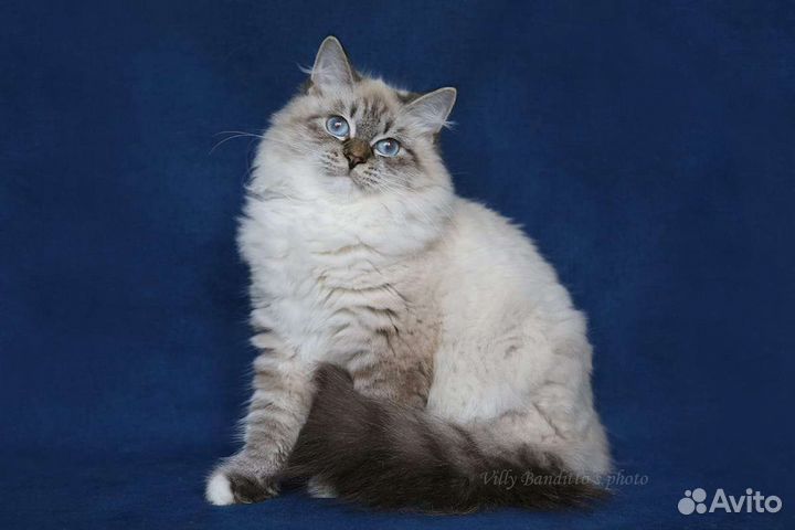 Невская маскарадная