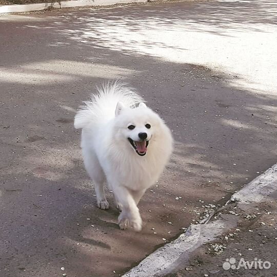 Японский шпиц мальчик вязка
