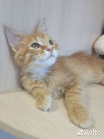 Котята мейн-кун, Рыжики, доставка