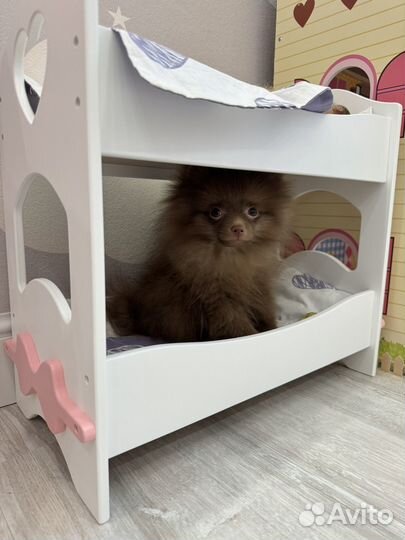 Щенок шпиц шоколадный