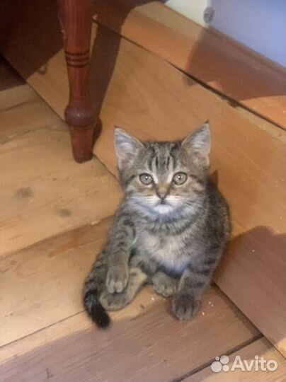 Котёнок мальчик