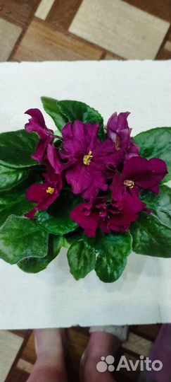 Сортовые фиалки