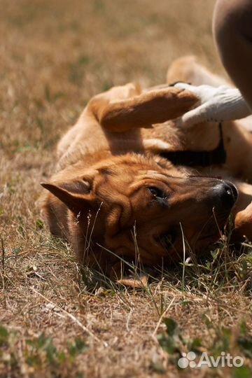 Семейная и добрая собака из приюта