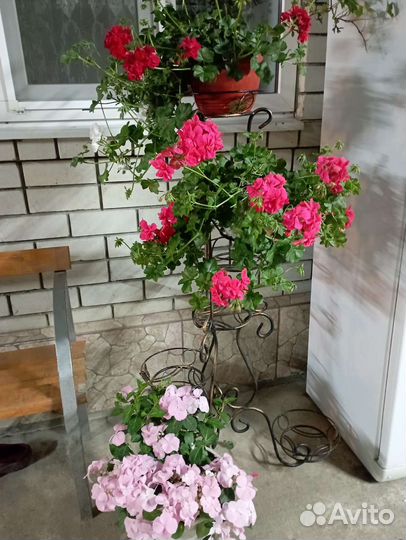 Цветы для сада