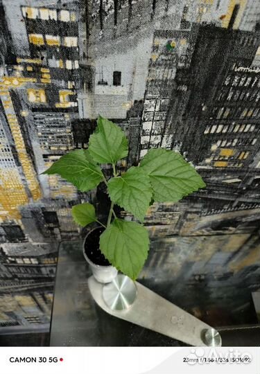 Клеродендрум филиппинский