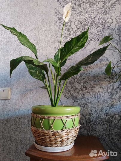 Спатифиллум