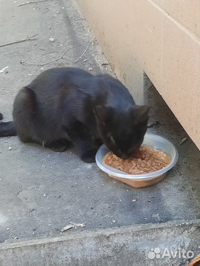 Нужна передержка или добрые руки для котика Чарли