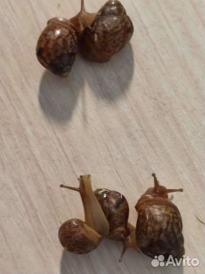 Улитки ахатины бесплатно