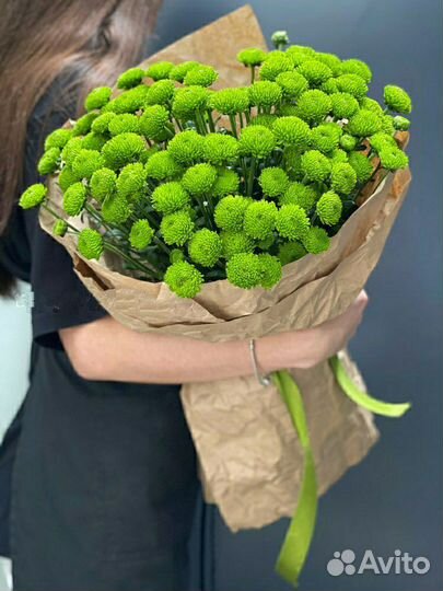 Хризантема грин