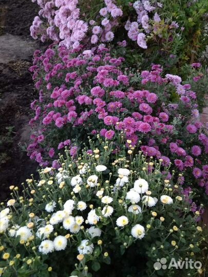 Хризантемы кустовые