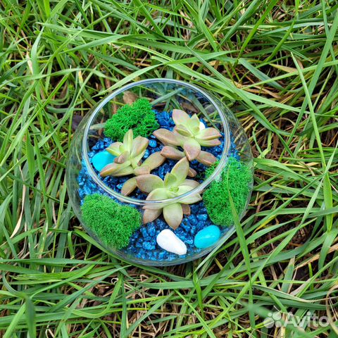 Флорариум из суккулентов